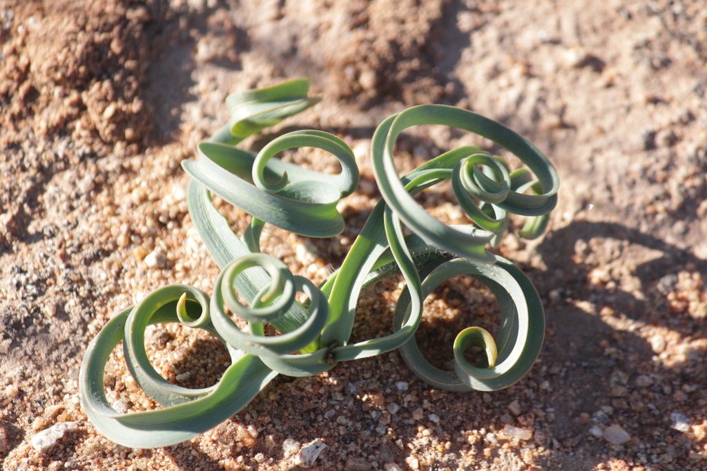 Dipcadi crispum, Namakwa, South Africa