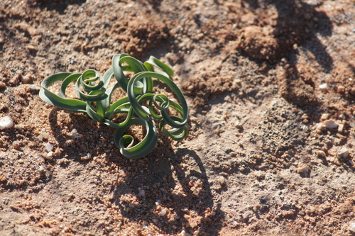 Dipcadi crispum