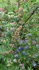 Artemisia vulgaris