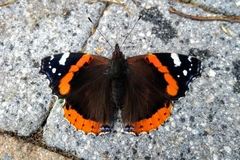 Vanessa atalanta