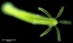 Hydra viridissima