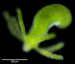 Hydra viridissima
