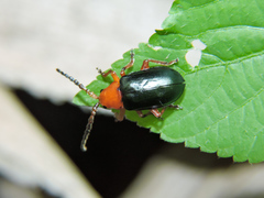 Phrynocepha