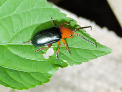 Phrynocepha