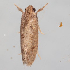 Acrolophus texanella