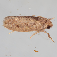 Acrolophus texanella