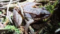 Lithobates sylvaticus image