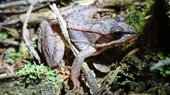 Lithobates sylvaticus image