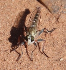Proctacanthella
