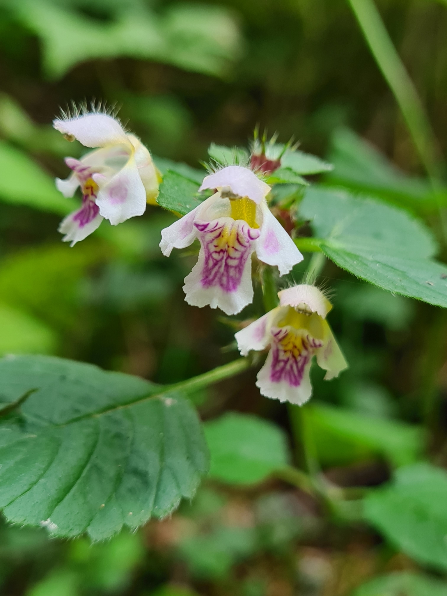 Galeopsis ×