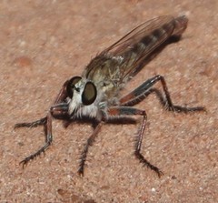 Proctacanthella