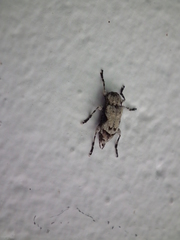 Leptostylus asperatus