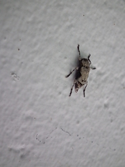 Leptostylus asperatus