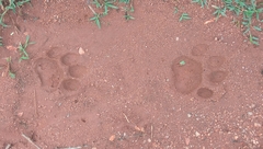 Panthera pardus fusca