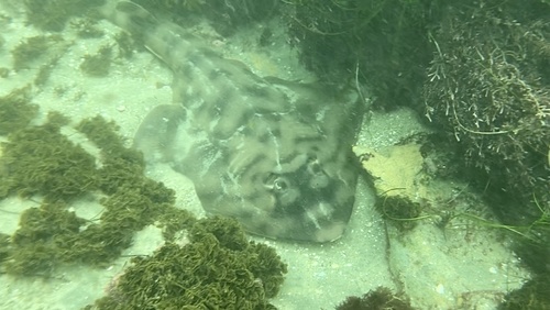 Banded guitarfish (Zapteryx exasperata) — Rhinobatidae — 5
