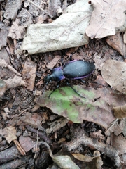 Carabus purpurascens
