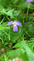 Magnoliopsida