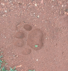 Panthera pardus fusca