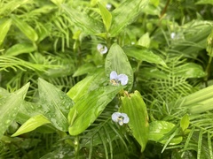 Commelina diffusa diffusa