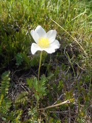 Anemonoides baldensis