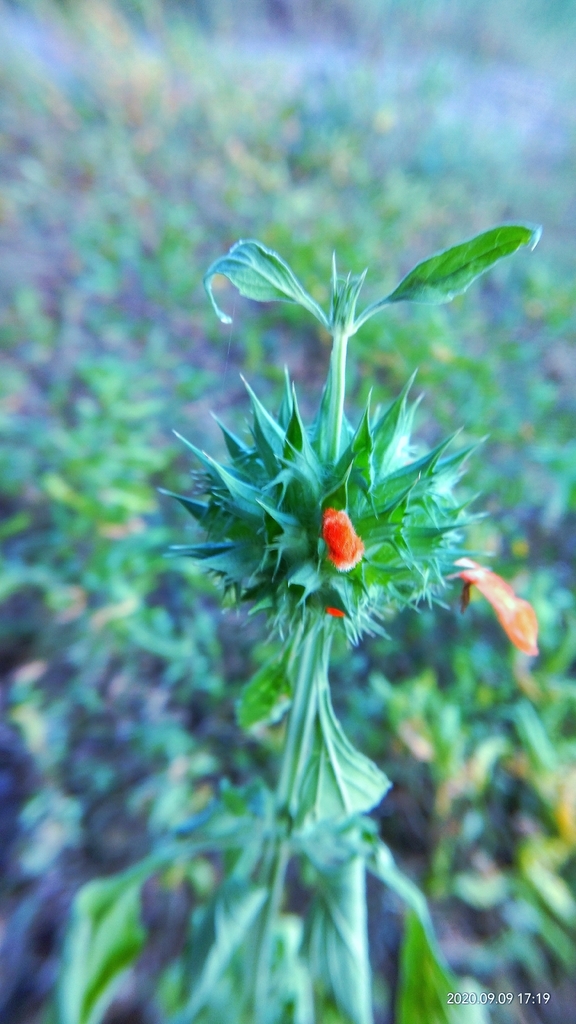 Leonotis nepetifolia, Vivekanandapuram Colony, Sainikpuri, Secunderabad, Telangana, India