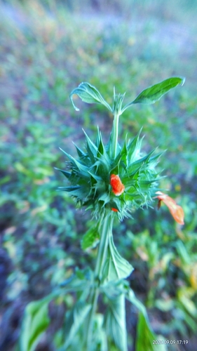 Leonotis nepetifolia