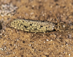 Niditinea orleansella