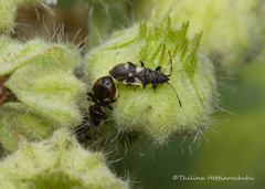 Oxycarenus