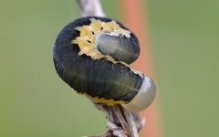 Tenthredo brevicornis