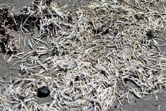 Syringodium filiforme