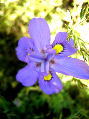 Moraea bipartita