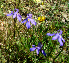 Moraea bipartita