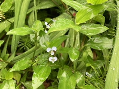 Commelina diffusa diffusa