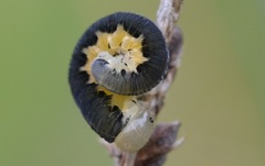 Tenthredo brevicornis