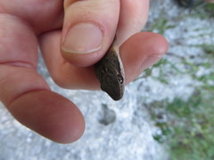 Cubophis vudii picticeps