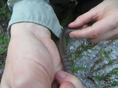 Cubophis vudii picticeps