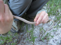 Cubophis vudii picticeps