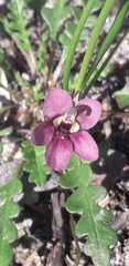 Diascia elongata
