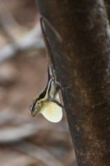 Anolis litoralis