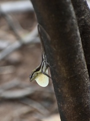 Anolis litoralis