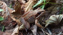 Lithobates sylvaticus image