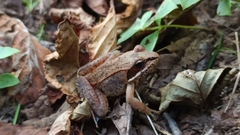 Lithobates sylvaticus image