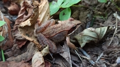 Lithobates sylvaticus image