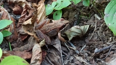 Lithobates sylvaticus image
