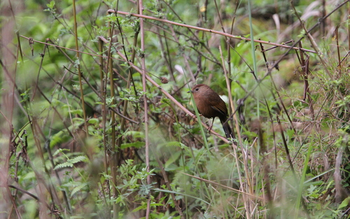 Bhutan Laughingthrush (Trochalopteron imbricatum), photo 9