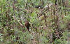 Trochalopteron imbricatum