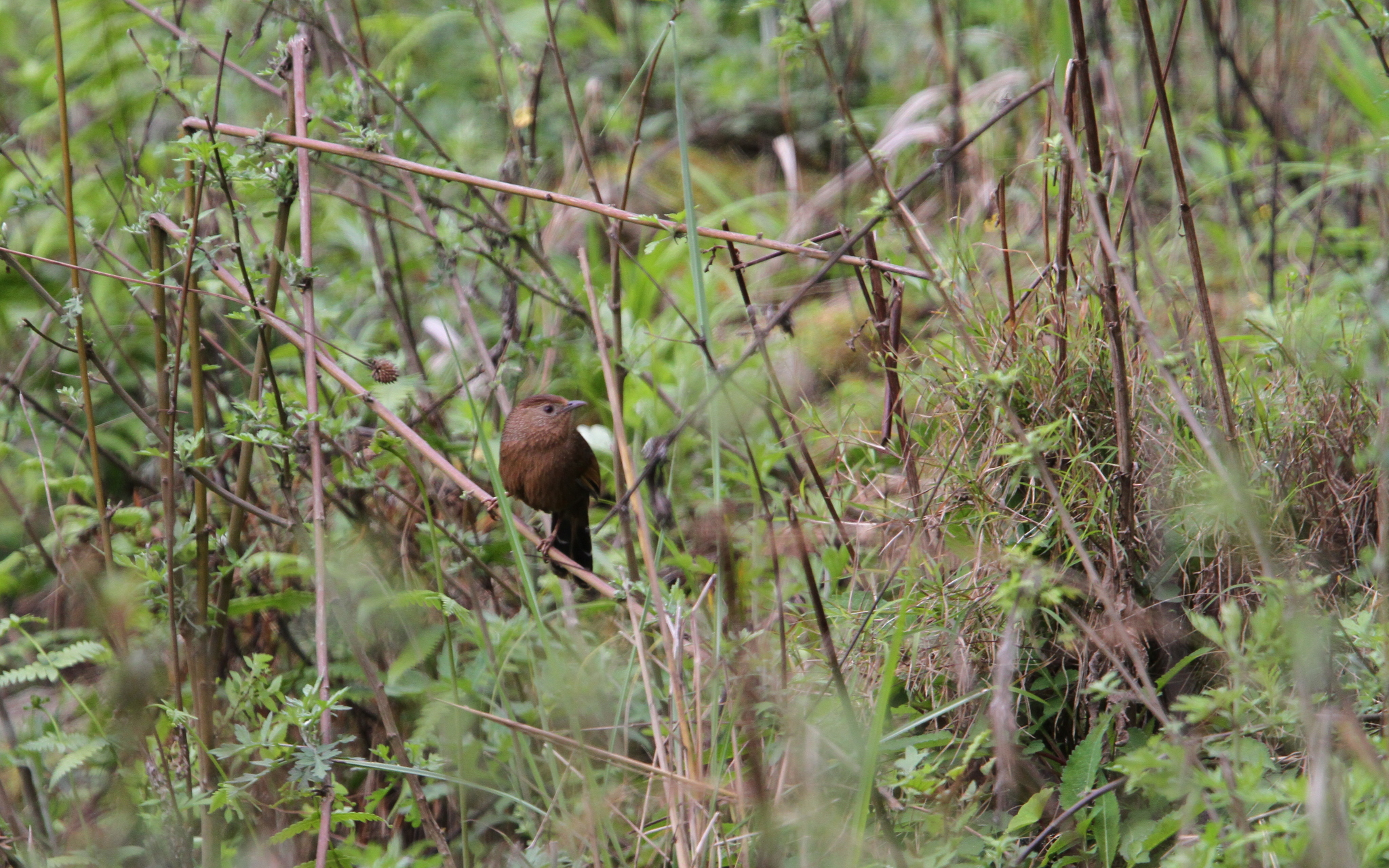 Bhutan Laughingthrush