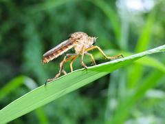 Dicranus jaliscoensis