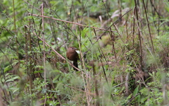 Trochalopteron imbricatum