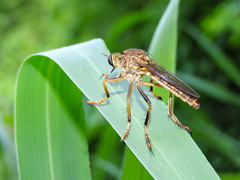 Dicranus jaliscoensis